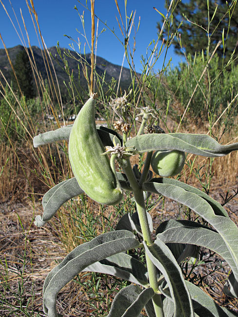 019-asclepias_speciosa260951-650