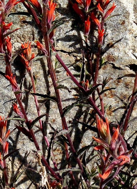 020-castilleja_applegatei-leaves210951-650