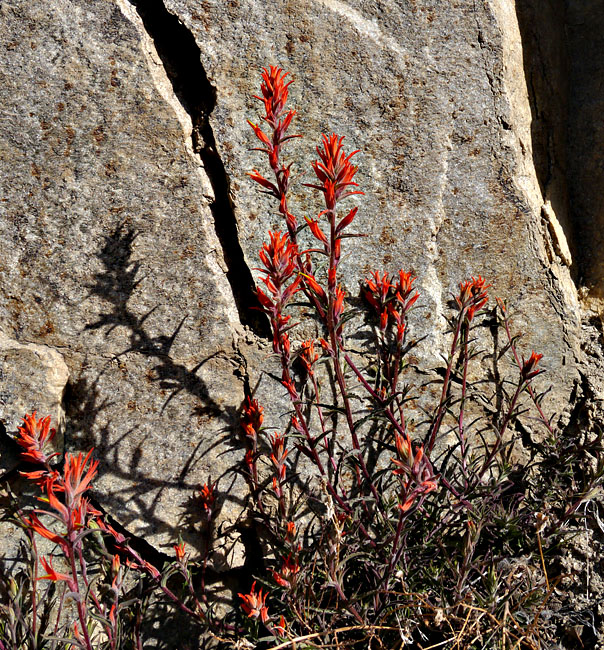 020-castilleja_applegatei-leaves210951-650