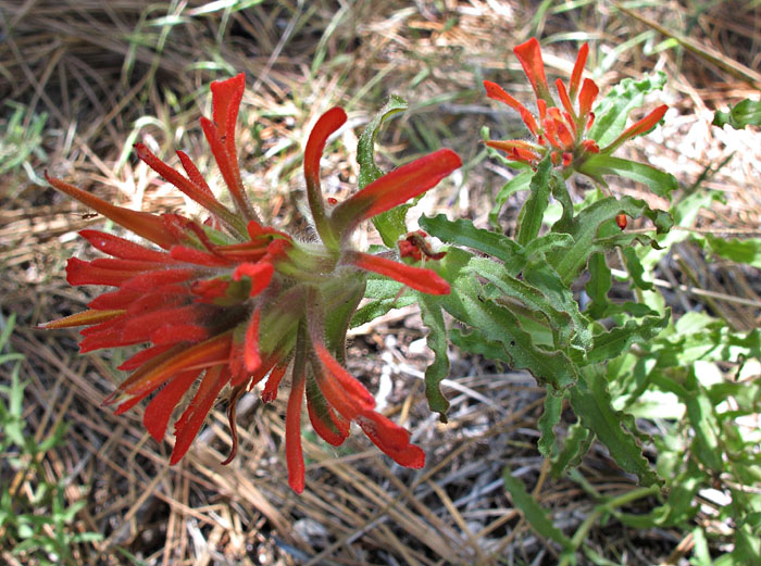 020-castilleja_applegatei-leaves210951-650