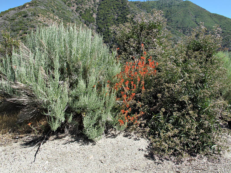 020-castilleja_applegatei-leaves210951-650