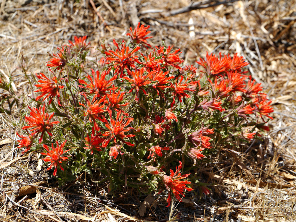 020-castilleja_applegatei-leaves210951-650