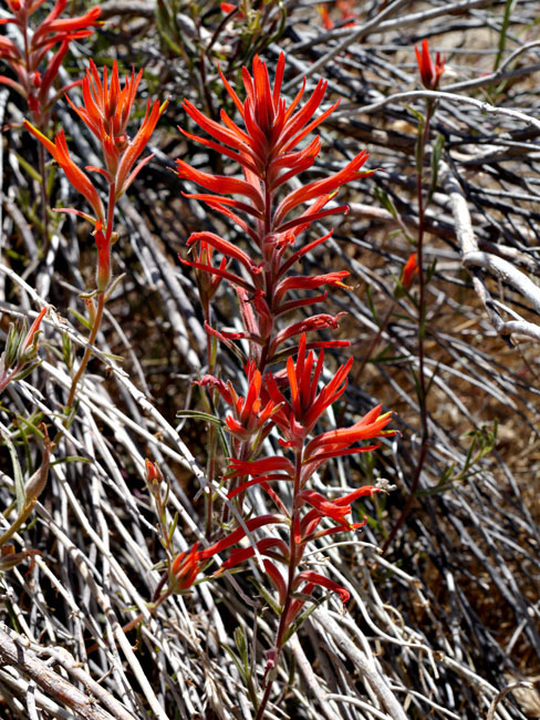 021-castilleja_linariifolia240828-650