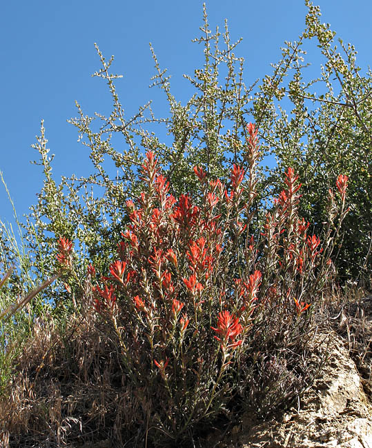 021-castilleja_linariifolia240828-650