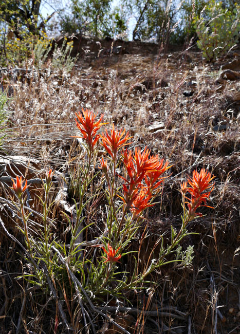 021-castilleja_linariifolia240828-650