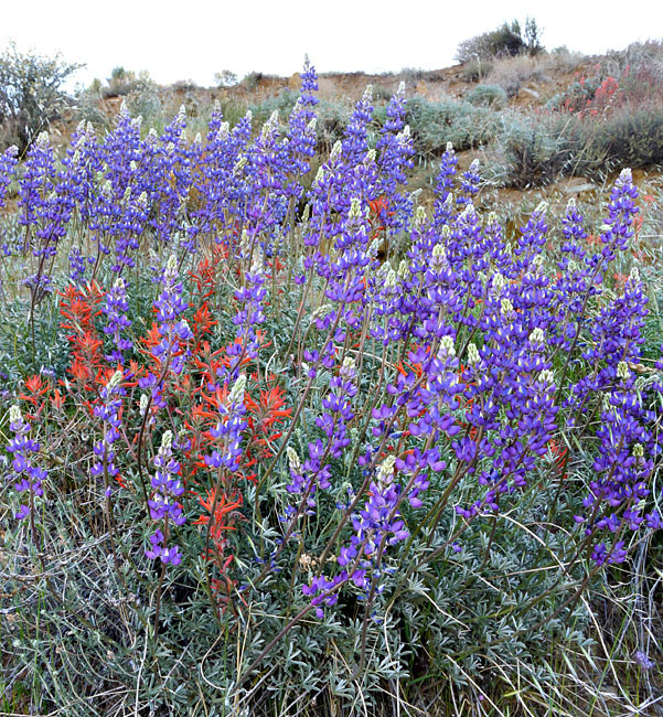 021-castilleja_linariifolia240828-650