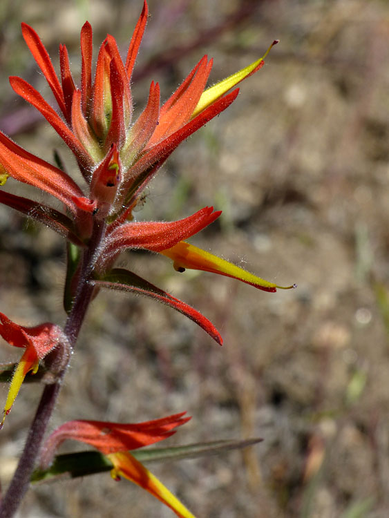 021-castilleja_linariifolia240828-650