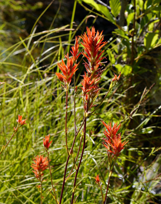 022-castilleja_miniata260446-650