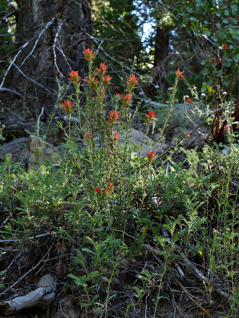 022-castilleja_miniata260446-650