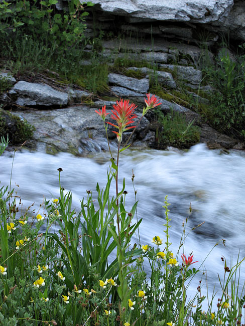 022-castilleja_miniata260446-650