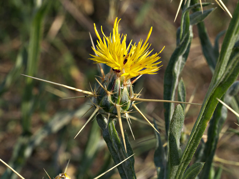 025-centaurea_solstitialis110090-800