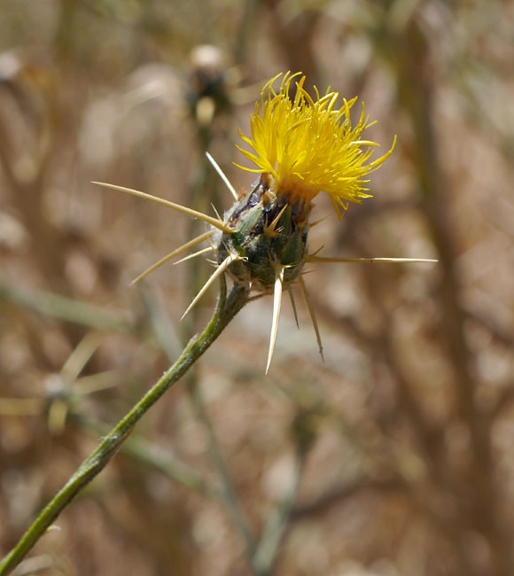 025-centaurea_solstitialis110090-800