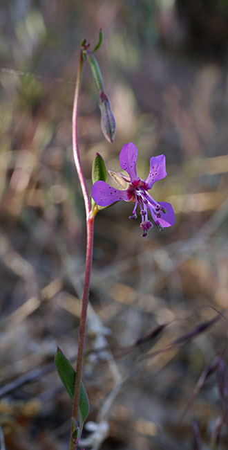 027-clarkia_rhomboidea240659-650