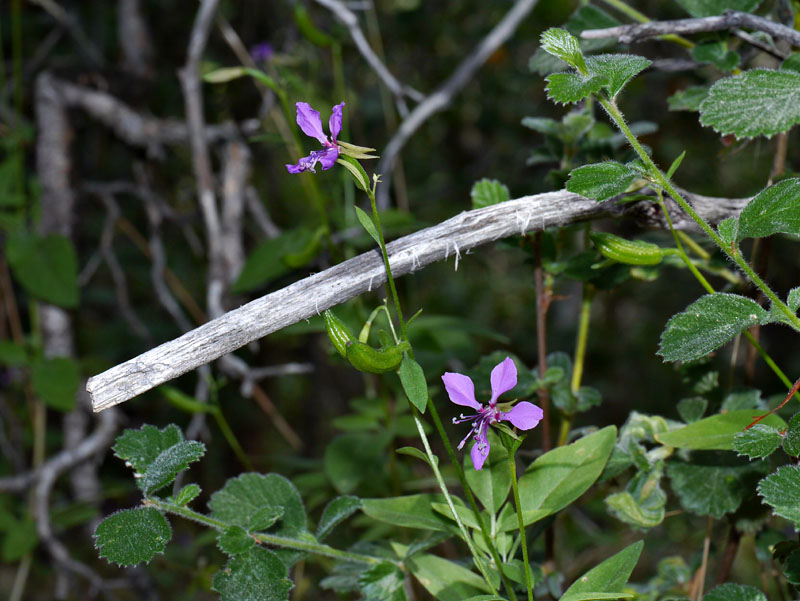 027-clarkia_rhomboidea240659-650