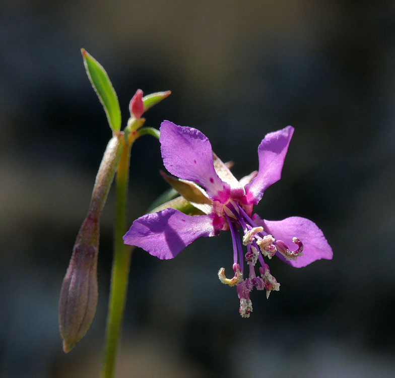 027-clarkia_rhomboidea240659-650