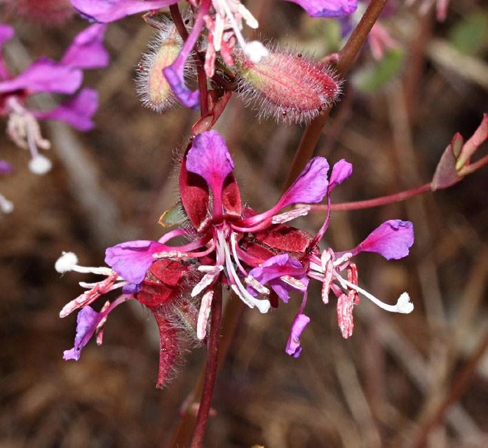 028-clarkia_unguiculata4499-650