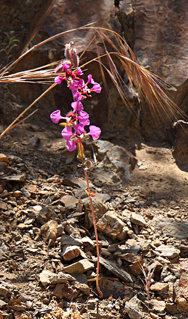 028-clarkia_unguiculata4499-650