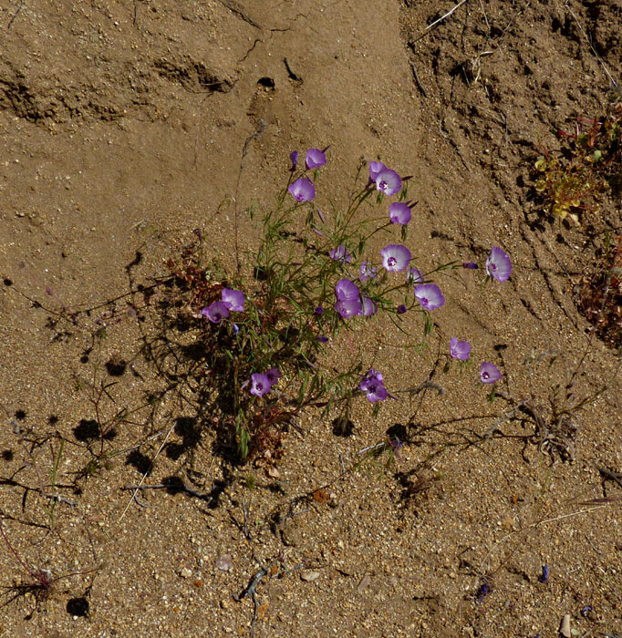 030-claytonia_perfoliata2967-700