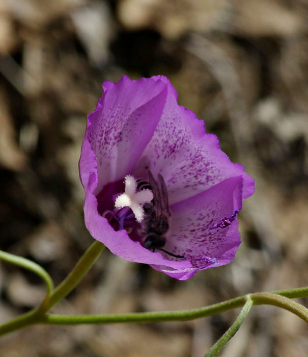 030-claytonia_perfoliata2967-700