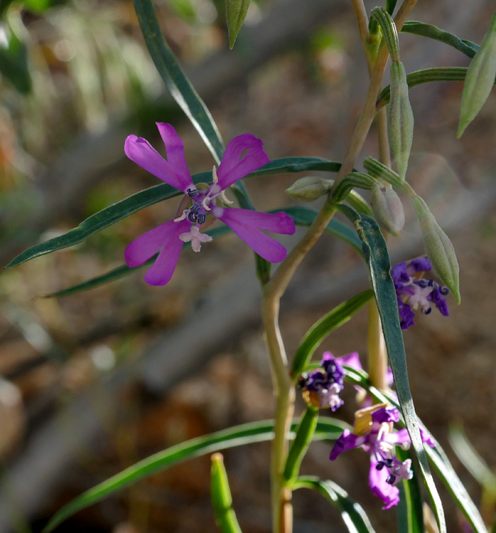 031-centaurium_venustum507-650