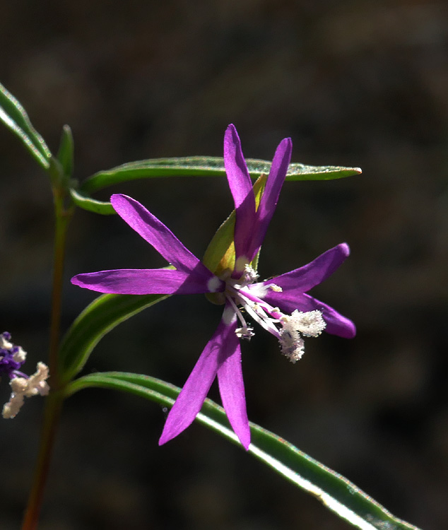 031-centaurium_venustum507-650