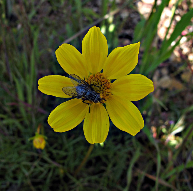 032-coreopsis_bigelovii2978-650