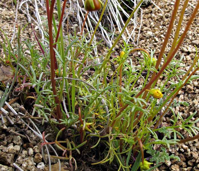 032-coreopsis_bigelovii2978-650