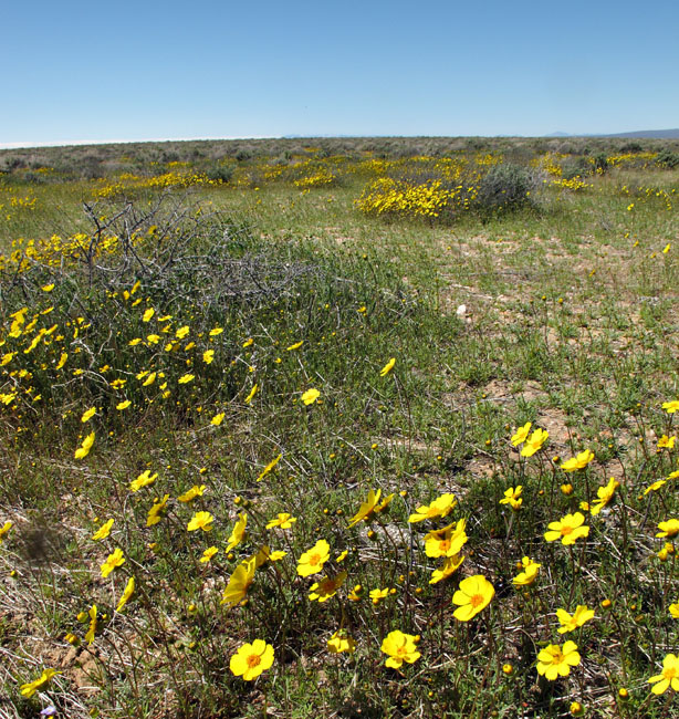 032-coreopsis_bigelovii2978-650