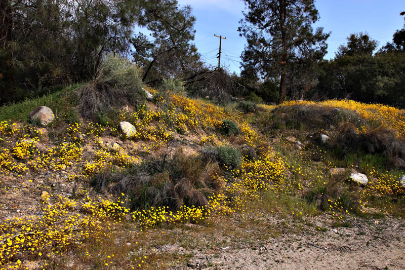 032-coreopsis_bigelovii2978-650