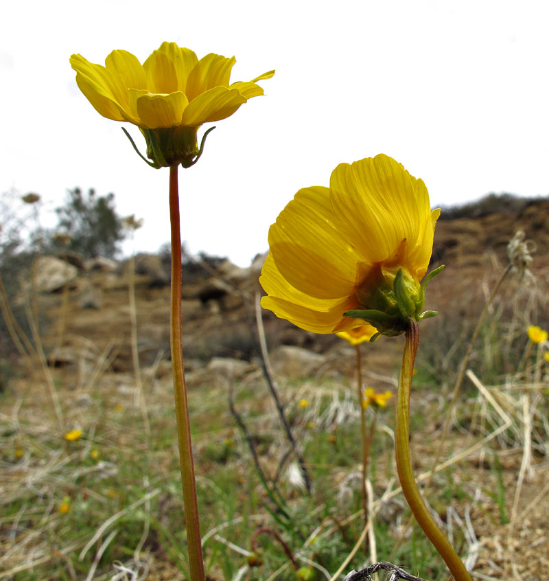 032-coreopsis_bigelovii2978-650