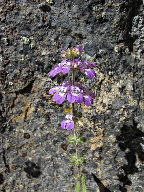 033-collinsia_heterophylla1801-650