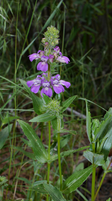 033-collinsia_heterophylla1801-650