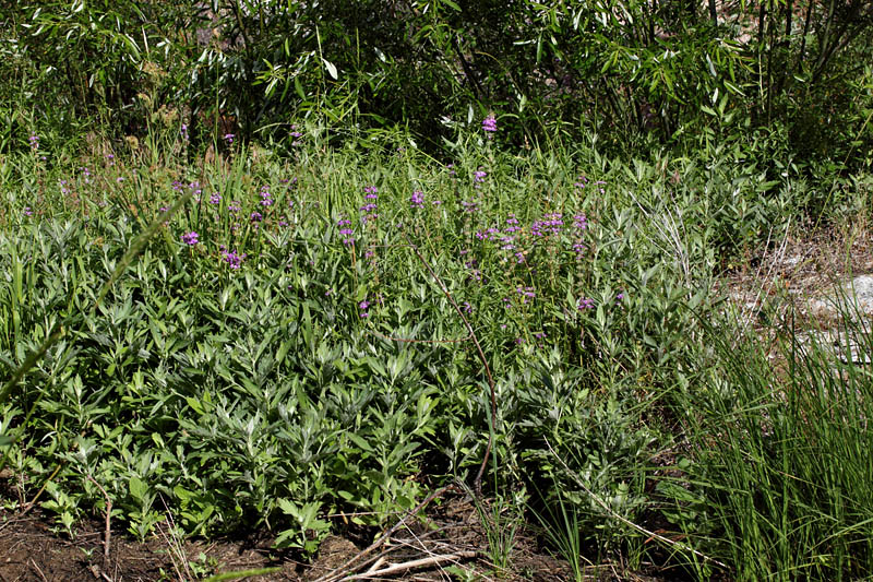 033-collinsia_heterophylla1801-650