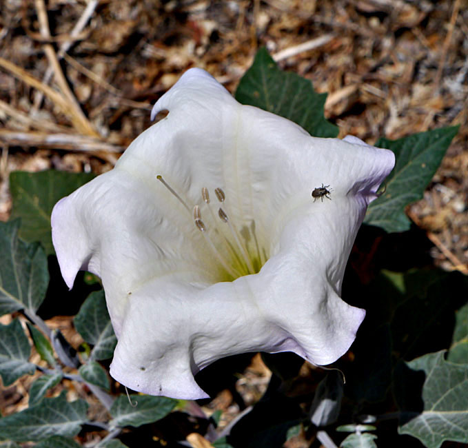 036-datura_wrightii240804-650