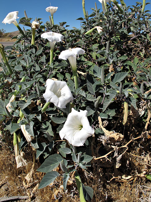 036-datura_wrightii240804-650