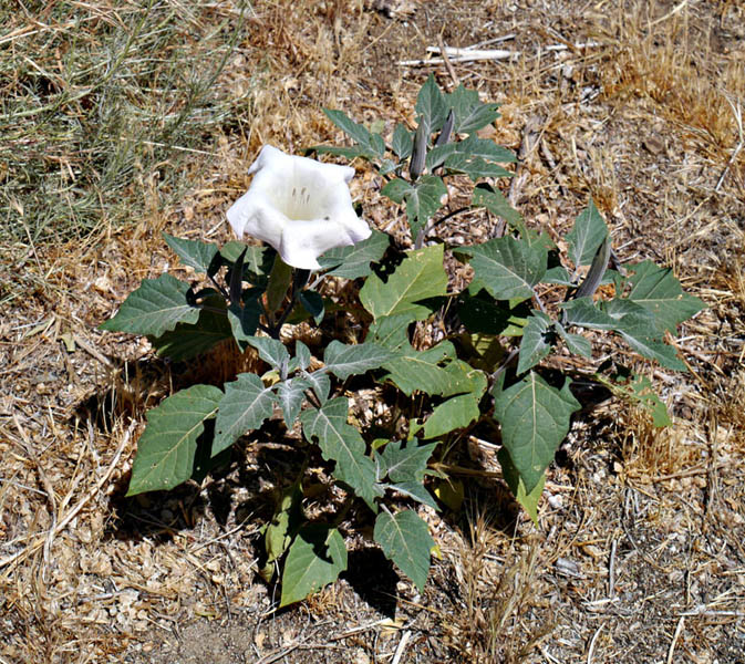 036-datura_wrightii240804-650