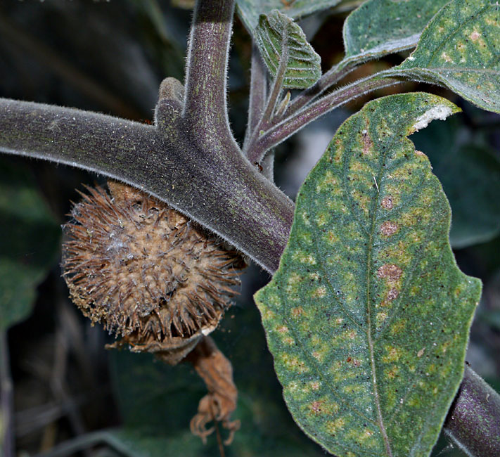 036-datura_wrightii240804-650