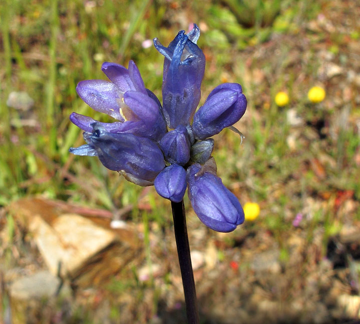 038-dichelostemma_capitatum2926-650