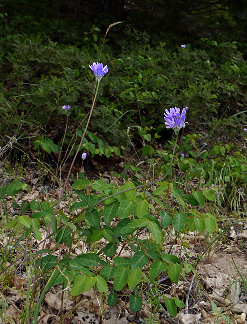 038-dichelostemma_capitatum2926-650