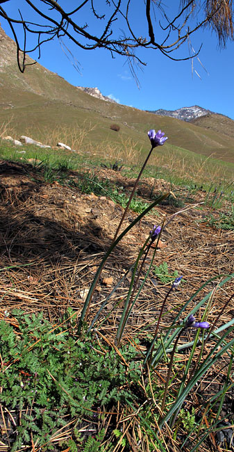 038-dichelostemma_capitatum2926-650