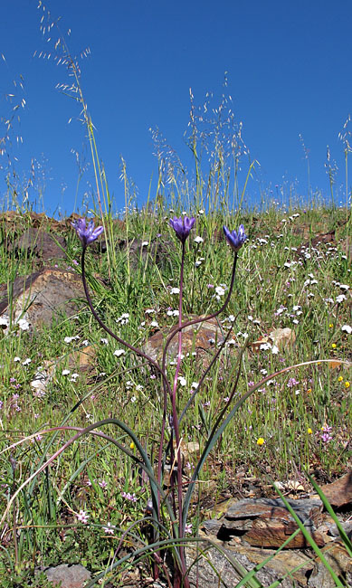 038-dichelostemma_capitatum2926-650