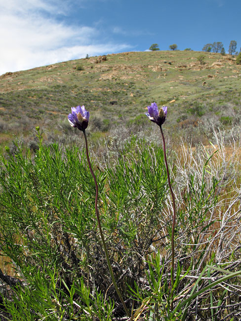 038-dichelostemma_capitatum2926-650