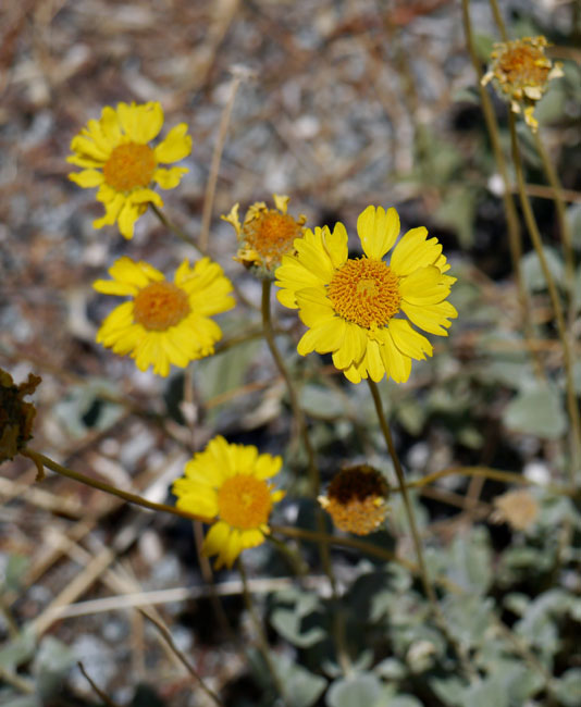 040-encelia_actoni240834-650