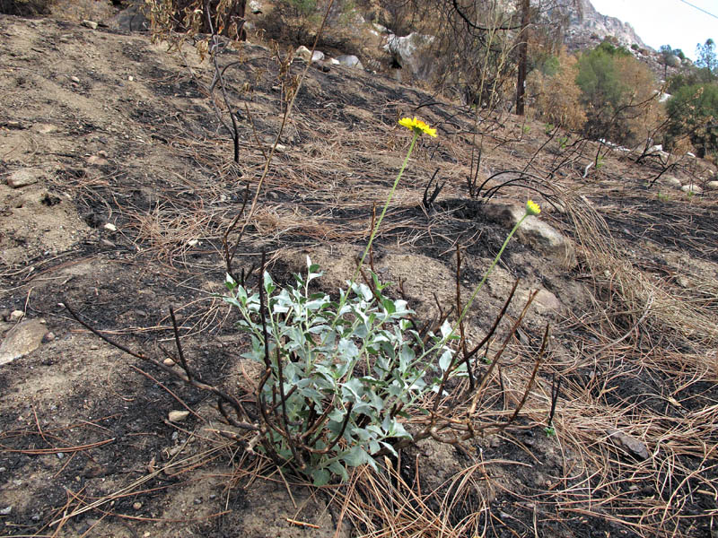 040-encelia_actoni240834-650