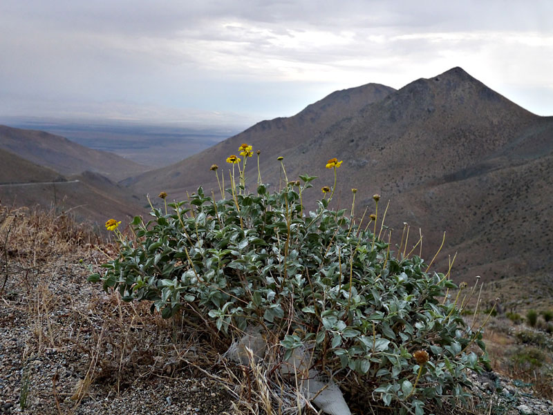 041-encelia_actoni0692sherman-800