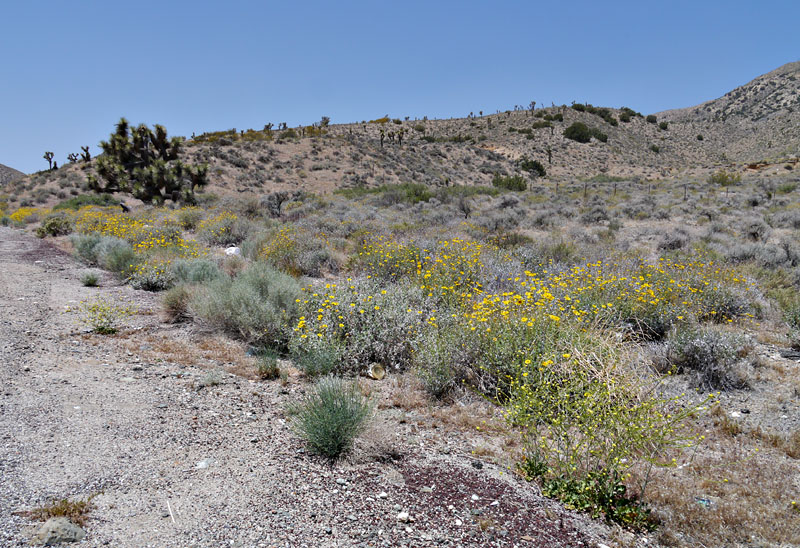 041-encelia_actoni0692sherman-800