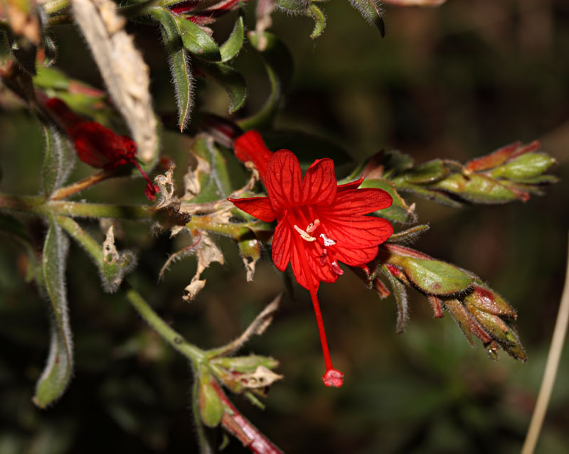 042-epilobium_canum0619-800