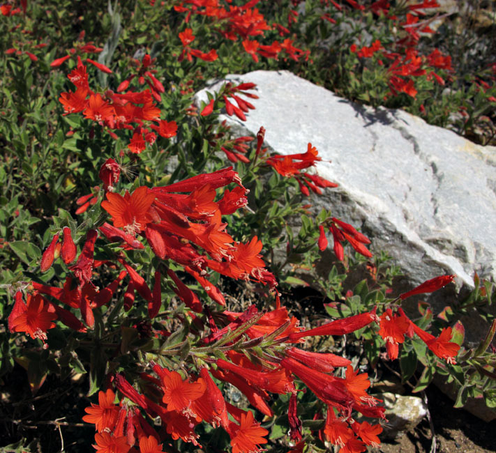 042-epilobium_canum0619-800