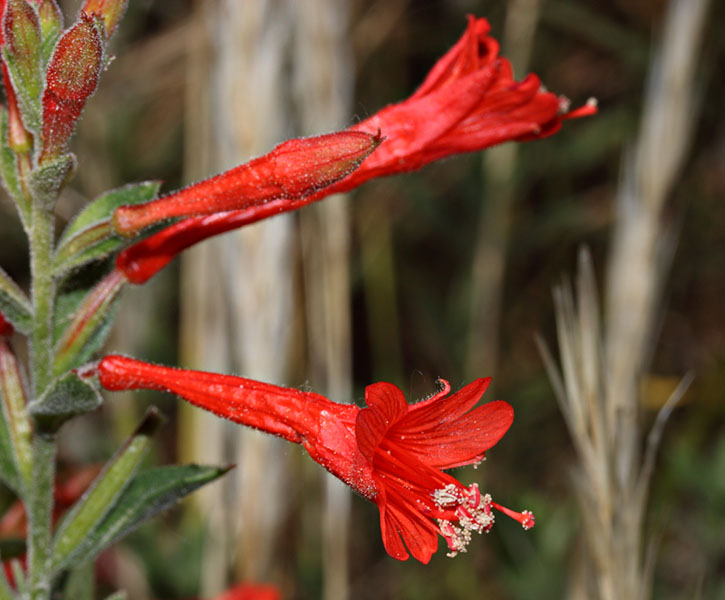 042-epilobium_canum0619-800