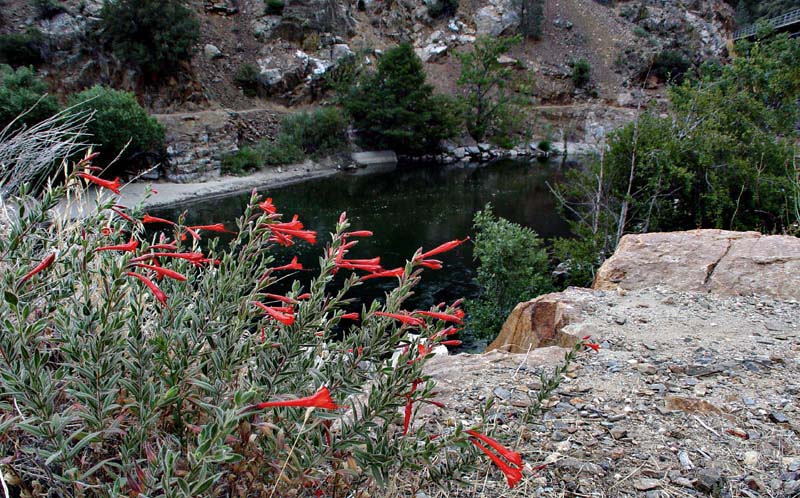 043-epilobium_canum5107-web